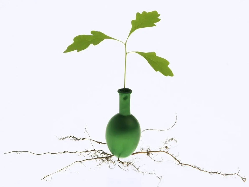 Latex Ballone sind nachhaltig und biologisch abbaubar! - Ballonking.ch