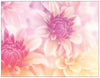 Fleurs - carte de voeux